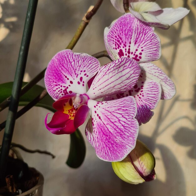 Orquídea florescendo em uma panela ao sol. Flores da orquídea. A sombra de uma orquídea na parede
