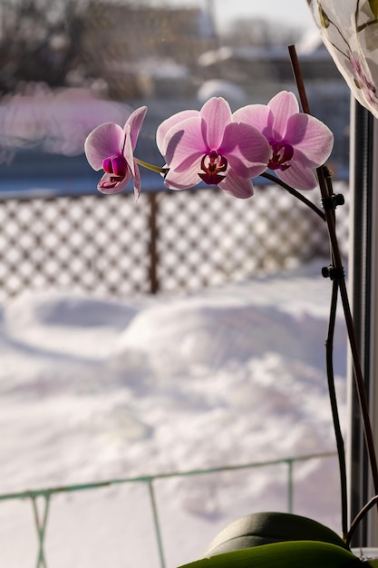 Orquídea florida na janela na perspectiva de uma paisagem de neve