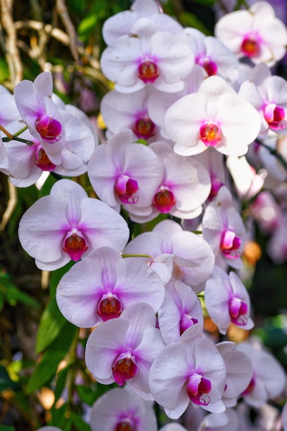 orquidea en granja