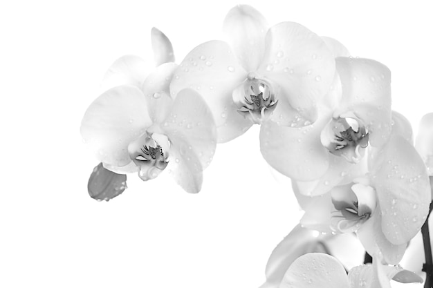 Foto orquídea hermosa blanca sobre un fondo blanco