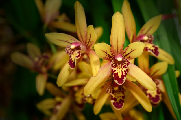 Orquídea hermosa de la flor de Spathoglottis amarilla