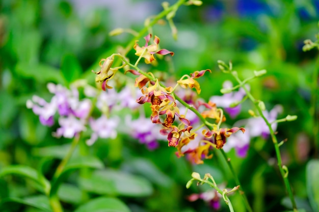 Orquídea hermosa en jardín en Tailandia