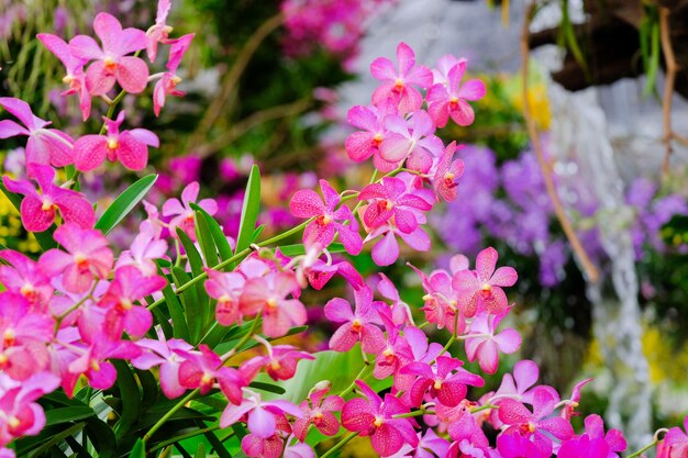 Orquídea hermosa en jardín en Tailandia