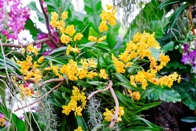 Orquídea hermosa en jardín en Tailandia