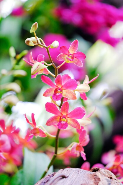 Orquídea hermosa en jardín en Tailandia