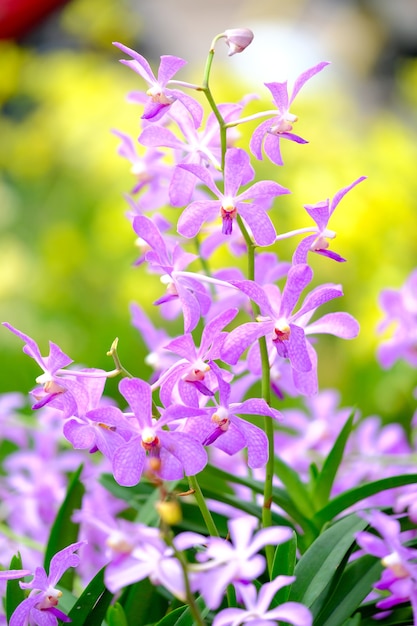 Orquídea hermosa en jardín en Tailandia