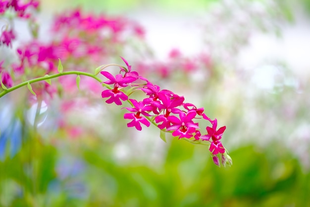 Orquídea hermosa en jardín en Tailandia