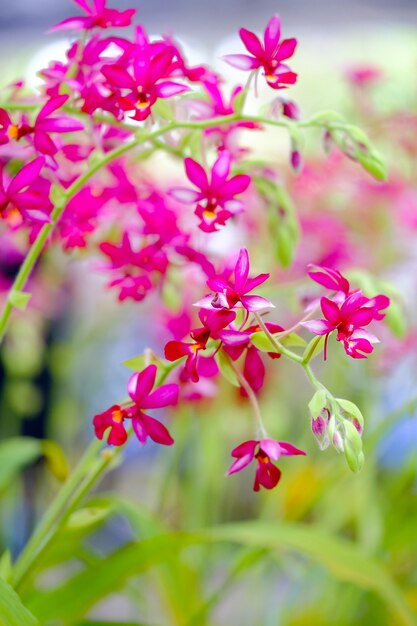 Orquídea hermosa en jardín en Tailandia