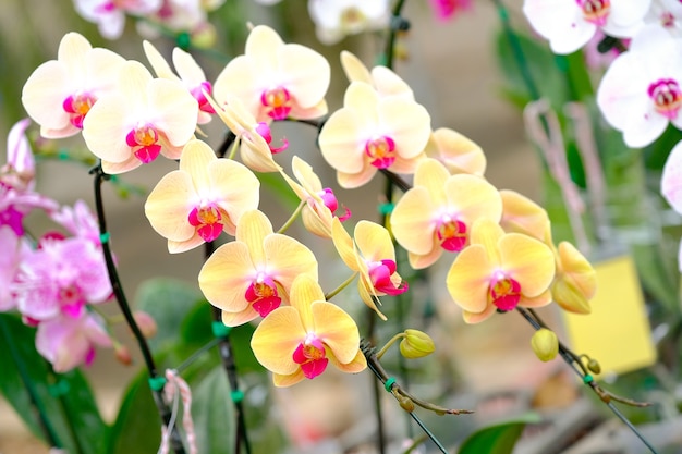 Orquídea hermosa en jardín en Tailandia