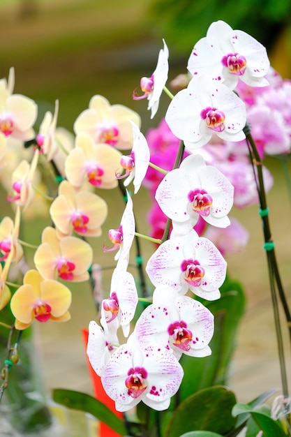 Orquídea hermosa en jardín en Tailandia