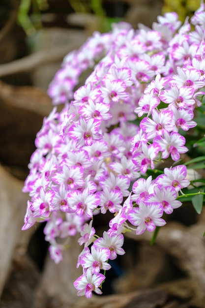 Foto orquídea hermosa en jardín en tailandia