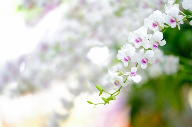 Orquídea hermosa en jardín en Tailandia