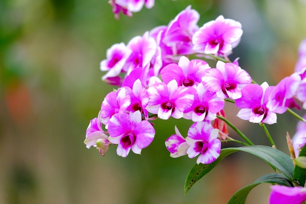 Orquídea hermosa en jardín en Tailandia