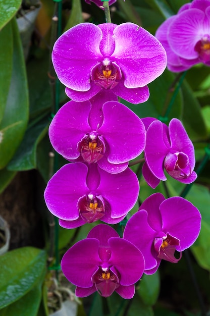 Orquídea hermosa púrpura en la phalaenopsis orquídea natural
