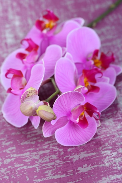 Orquídea hermosa suave en primer plano de la mesa de madera