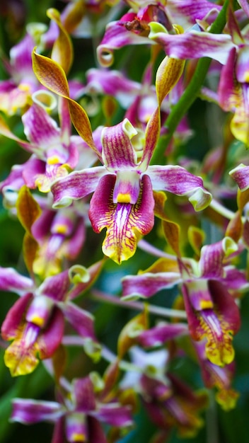 Orquídea híbrida rara no jardim de orquídeas de Cingapura