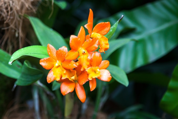 Orquídea en los jardines botánicos de Singapur