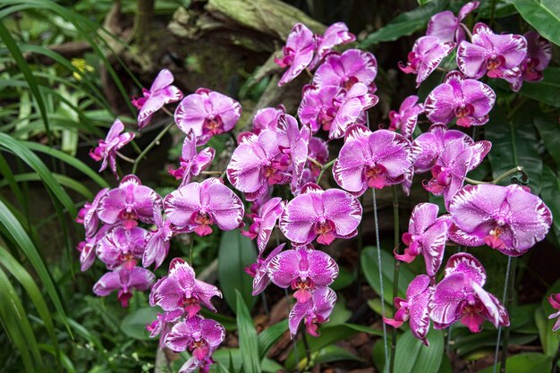 Orquídea en los jardines botánicos de Singapur