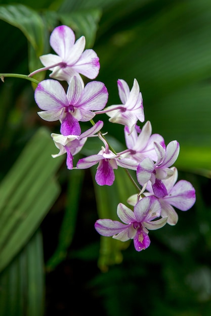 Orquídea en los jardines botánicos de Singapur