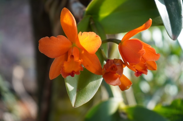 orquídea laranja pendurada na árvore