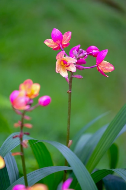 Orquídea linda no jardim na Tailândia