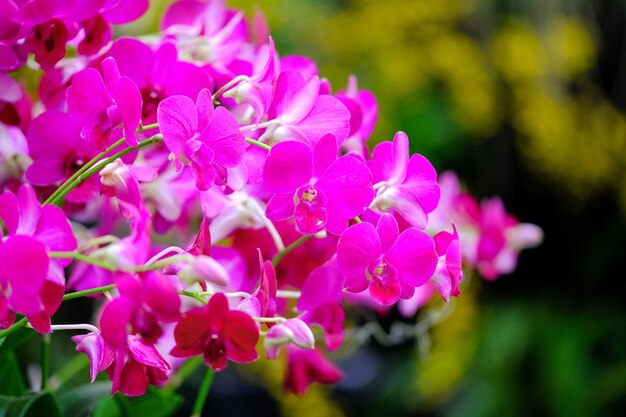 Orquídea linda no jardim na Tailândia