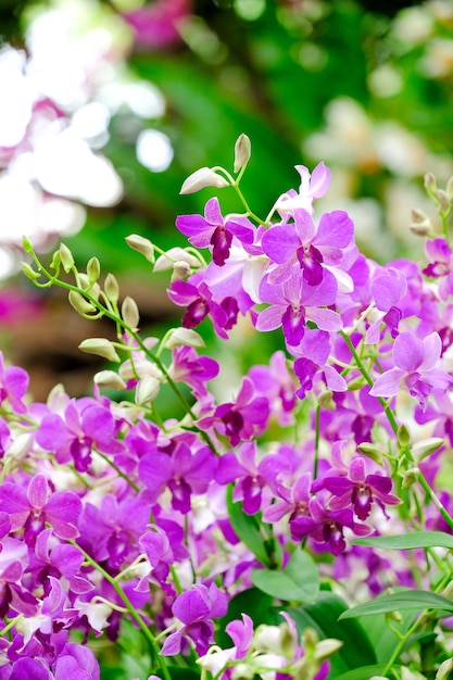 Orquídea linda no jardim na Tailândia