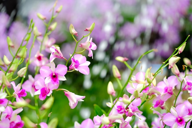 Orquídea linda no jardim na Tailândia