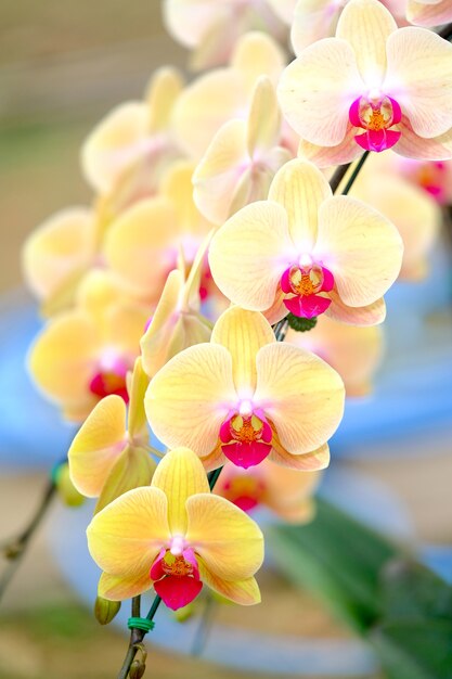 Orquídea linda no jardim na Tailândia