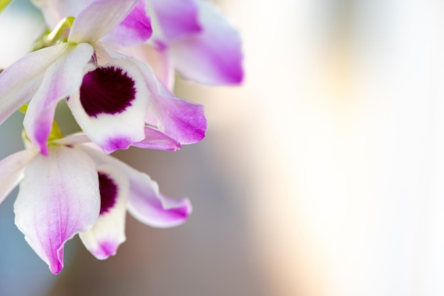 Foto orquídea linda orquídea florida em foco seletivo de luz natural branca e roxa