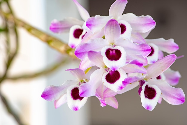 Foto orquídea linda orquídea florida em foco seletivo de luz natural branca e roxa