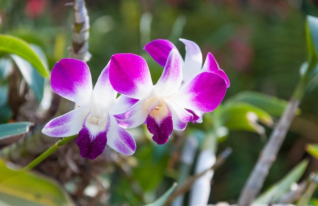 Orquídea linda roxa no natural