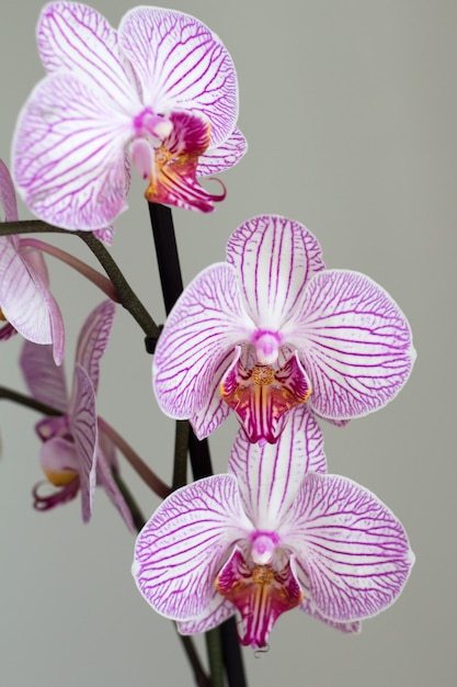 Orquídea magenta em fundo cinza