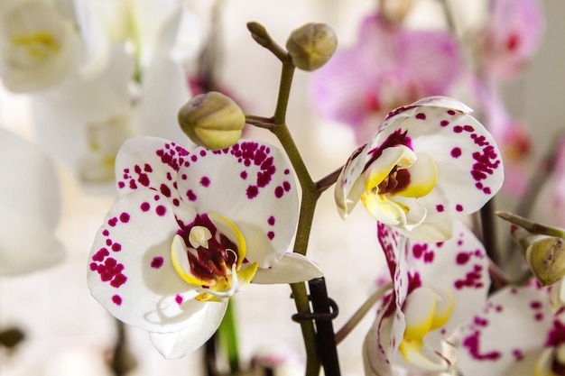 Orquídea manchada floreciente de la habitación hermosa de la flor