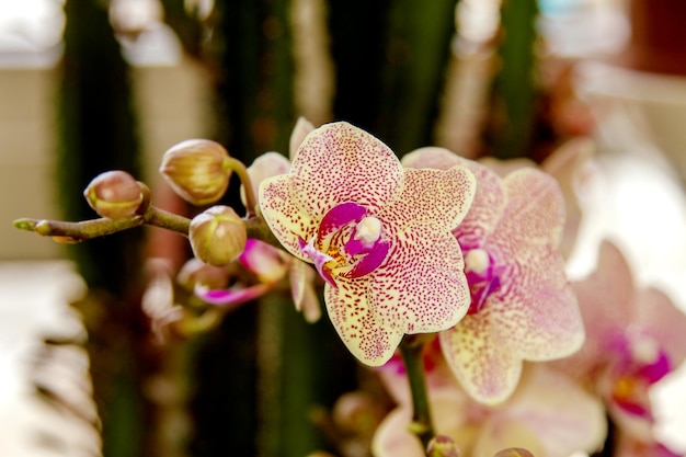 Orquídea manchada florida linda sala de flores