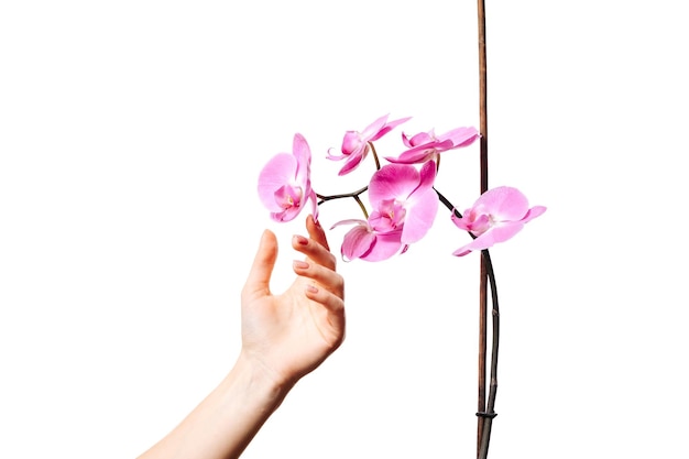 Foto orquídea con una mano femenina sobre un fondo blanco