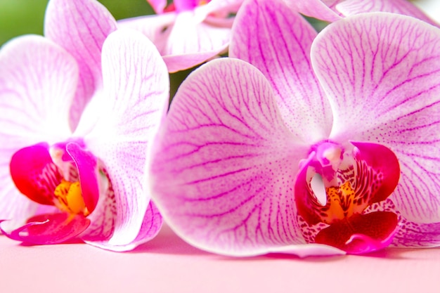 Orquídea mariposa Phalaenopsis en plena floración sobre un fondo rosa