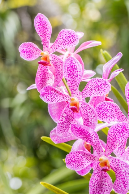 Orquídea Mokara roxa.