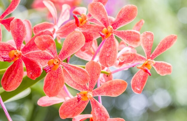 Orquídea Mokara vermelha.