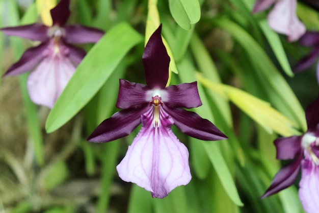 Orquídea morada y blanca de la especie Miltonia moreliana