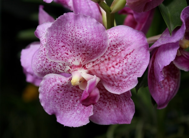 Orquidea morada