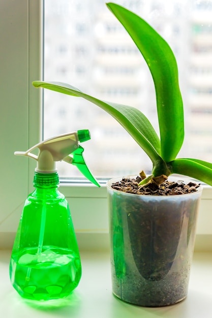 Orquídea Moss en una maceta de plástico y spayer en el alféizar de la ventana. Concepto de cuidado de plantas de la casa