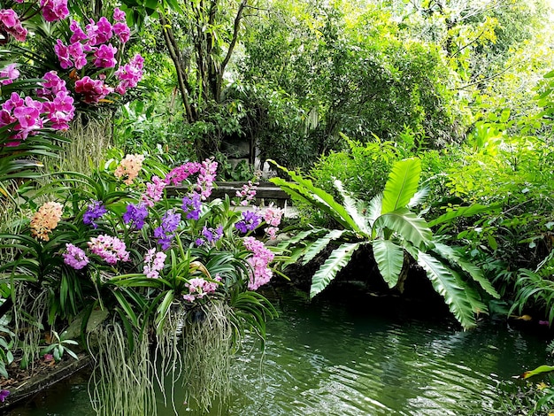 Orquídea multicolor y helecho nido de pájaro en el jardín