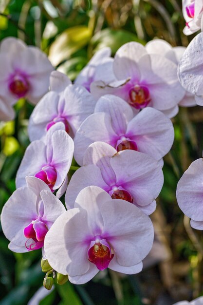 orquídea na fazenda