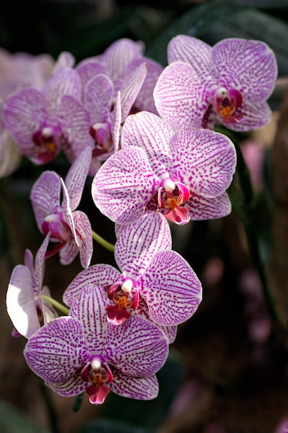 orquídea na fazenda