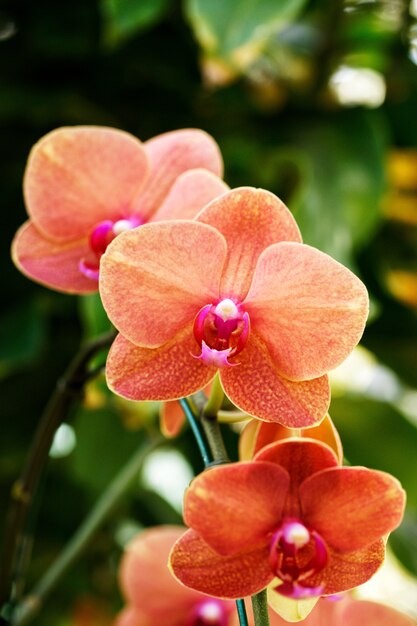 Orquídea naranja en el árbol