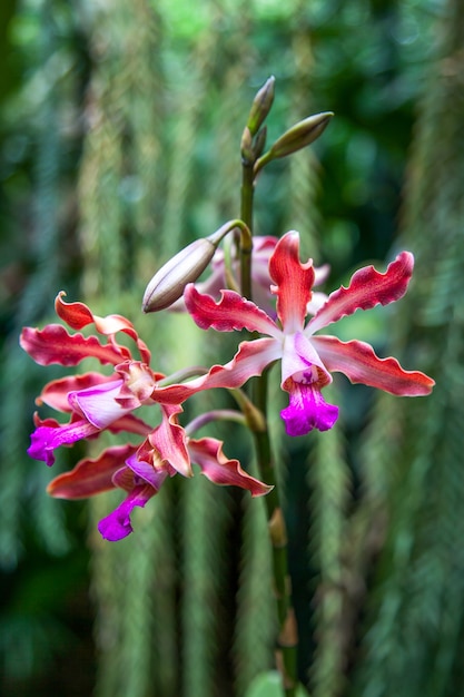 Orquídea no Jardim Botânico de Cingapura