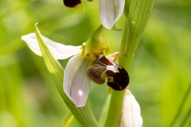 orquídea ophrys apifera en el campo