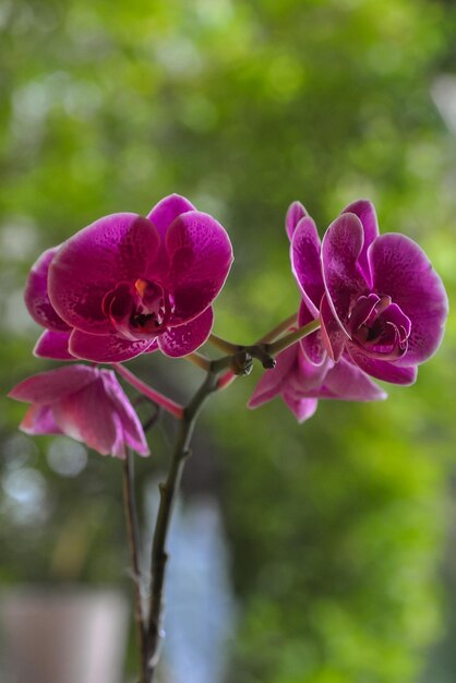 Foto orquídea de la orquídea