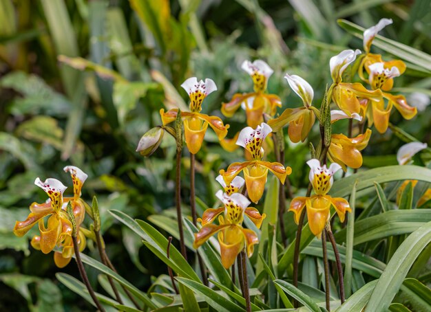 Orquídea paphiopedilum en doi ang khang, chiang mai, tailandia